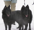 from left: Beauty & her sister Babi Bella,
8 months old, photo: Blanka Polkov