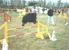 agility with Jessica