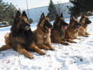 from the left: Bill z Rubiska, Belloved Beya Tantum Auri, Daisy z Kovrny, Cherley ern Zlato and Barony Norpos