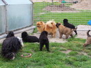 How it looks when too many dogs fanciers meet at same place
photo Olga Sovkov