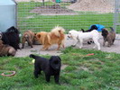 How it looks when too many dogs fanciers meet at same place
photo Olga Sovkov